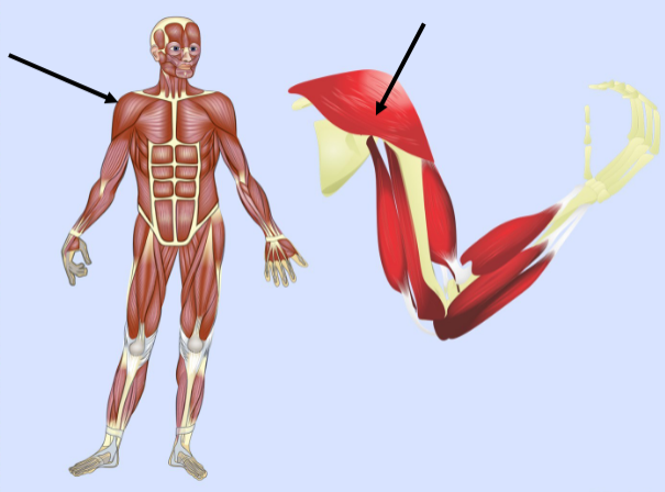 <p>What major muscle is this?</p>