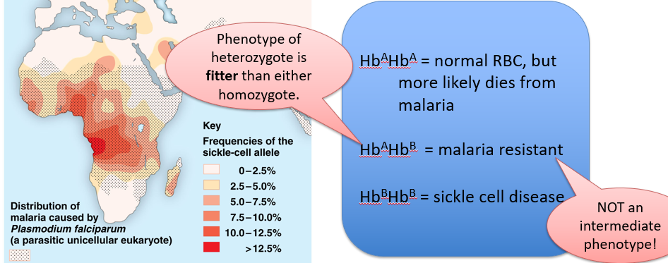 <p>-selection favors heterozygote over either homozygote, maintaining both alleles </p><p>-ex: sickle cell allele when malaria present </p>