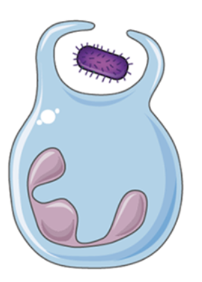 <ul><li><p>phagocytosis is a type of endocytosis, in which a cell takes up particulate material from its environment by invaginating its membrane to form a vacuole</p></li><li><p>the recognition of a PAMP by a phagocyte through its PRR is one of the ways phagocytosis can be induced, or through pathogen opsonizatoin</p></li></ul><p></p>