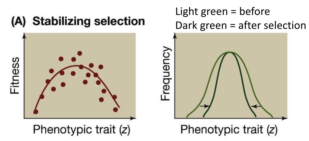 <p>Stabilizing natural selection</p>