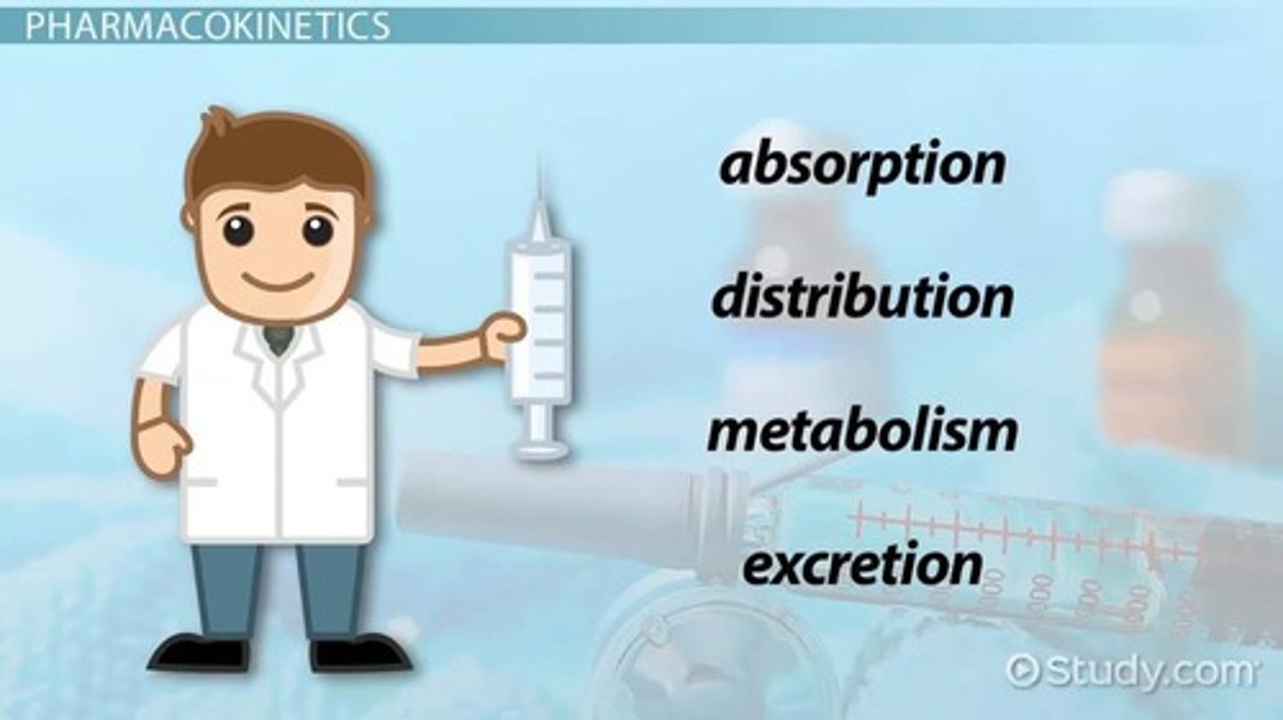 <p>The study of drug movement through the body and what the body does to the drug, involving four processes: absorption, distribution, metabolism, excretion.</p>