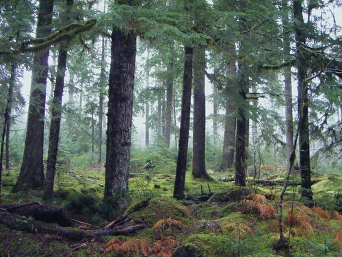 <p>an area where coniferous and deciduous trees are the most dominant plant. Deciduous trees share their leaves in the fall. Coniferous trees include trees that have pinecones such as fir and spruce.</p>