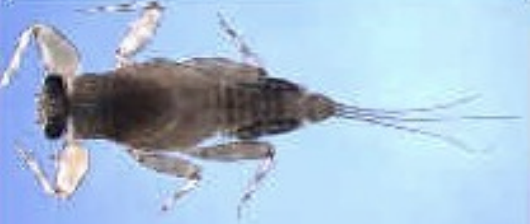 <p>Class 1-pollution sensitive</p>