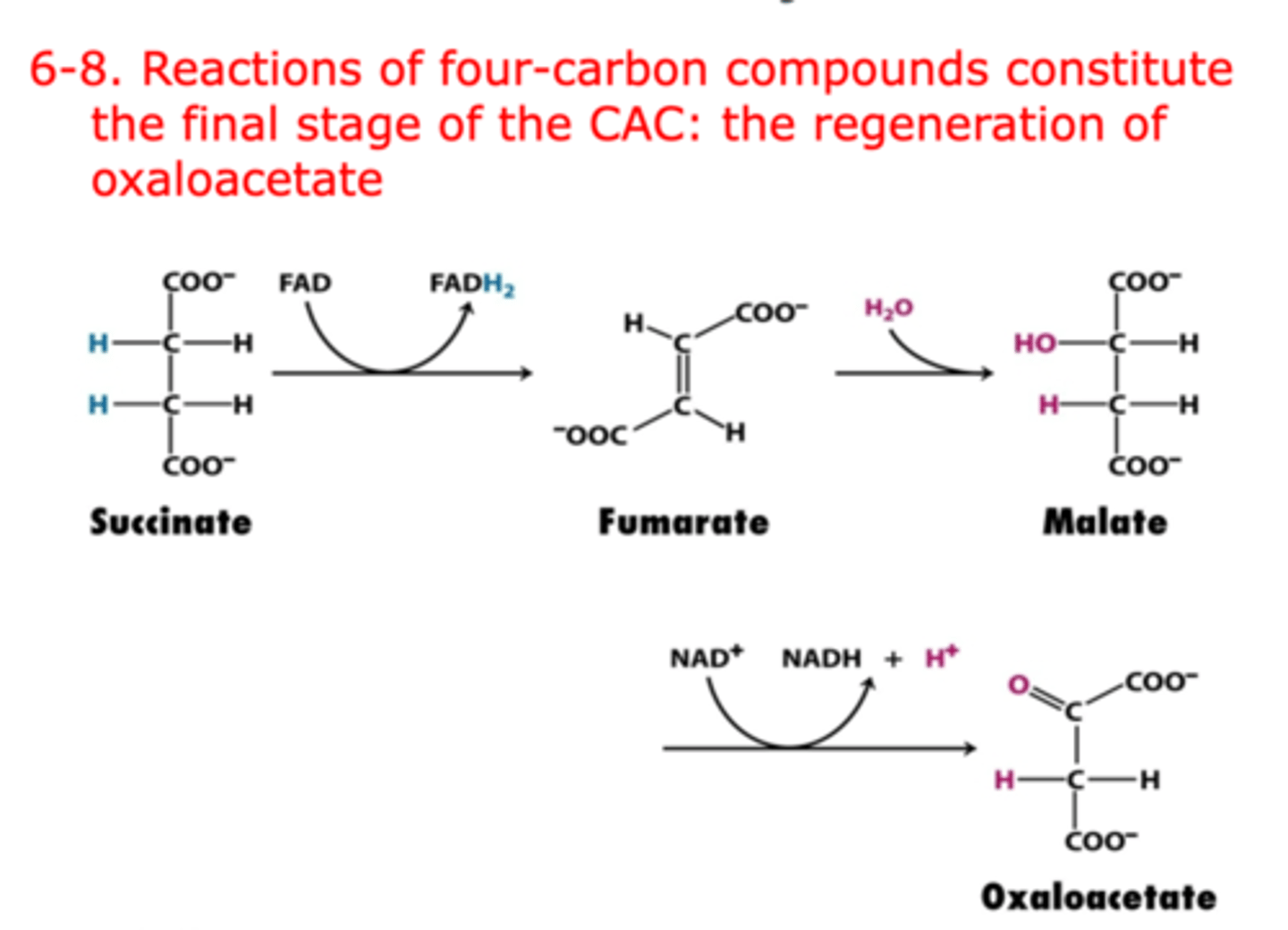 <p>Step 6: Succinate is oxidized to fumarate, producing FADH2, catalyzed by succinate dehydrogenase.</p><p>Step 7: Fumarate is hydrated to malate, catalyzed by fumarase.</p><p>Step 8: Malate is oxidized to regenerate oxaloacetate, producing NADH, catalyzed by malate dehydrogenase</p>