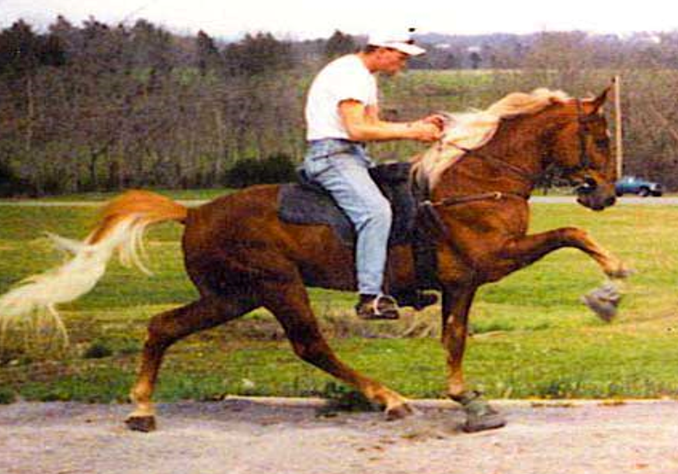 <p>What Gait is this horse performing?</p>