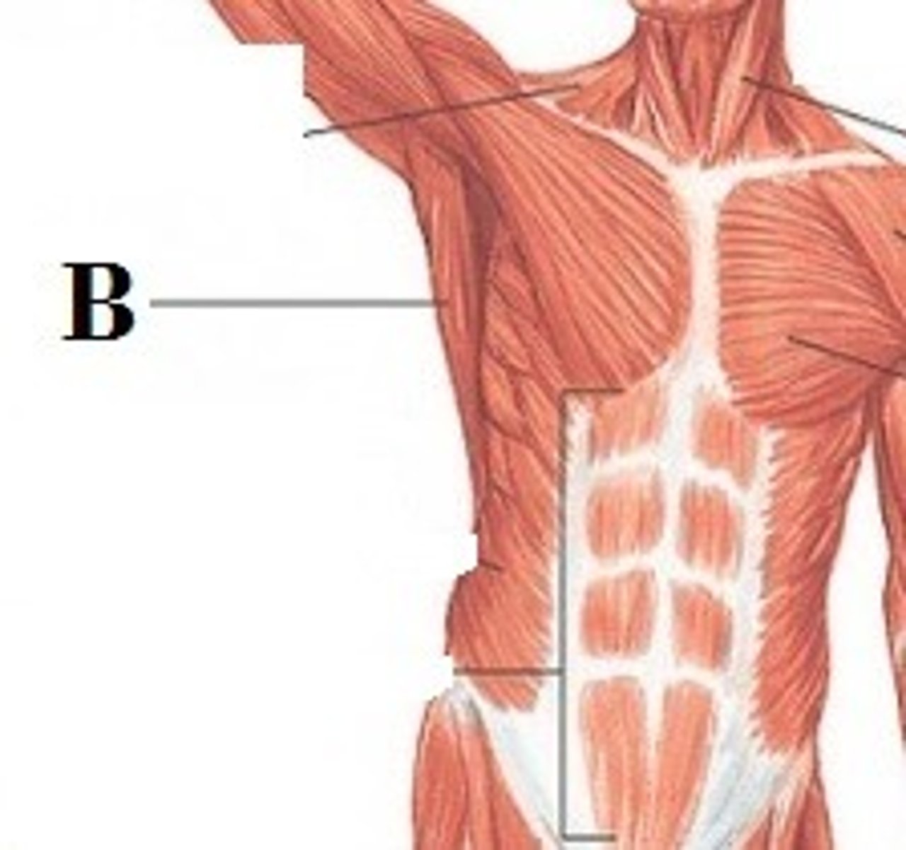 <p>DEFINITION</p><p>is responsible for extension, adduction, transverse extension also known as horizontal abduction, flexion from an extended position, and (medial) internal rotation of the shoulder joint.</p>