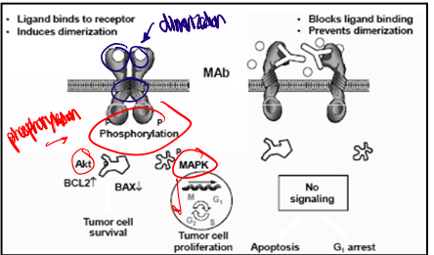 <p>Note: left shows normal function</p><p>Right shows Mab function and NO signaling</p>