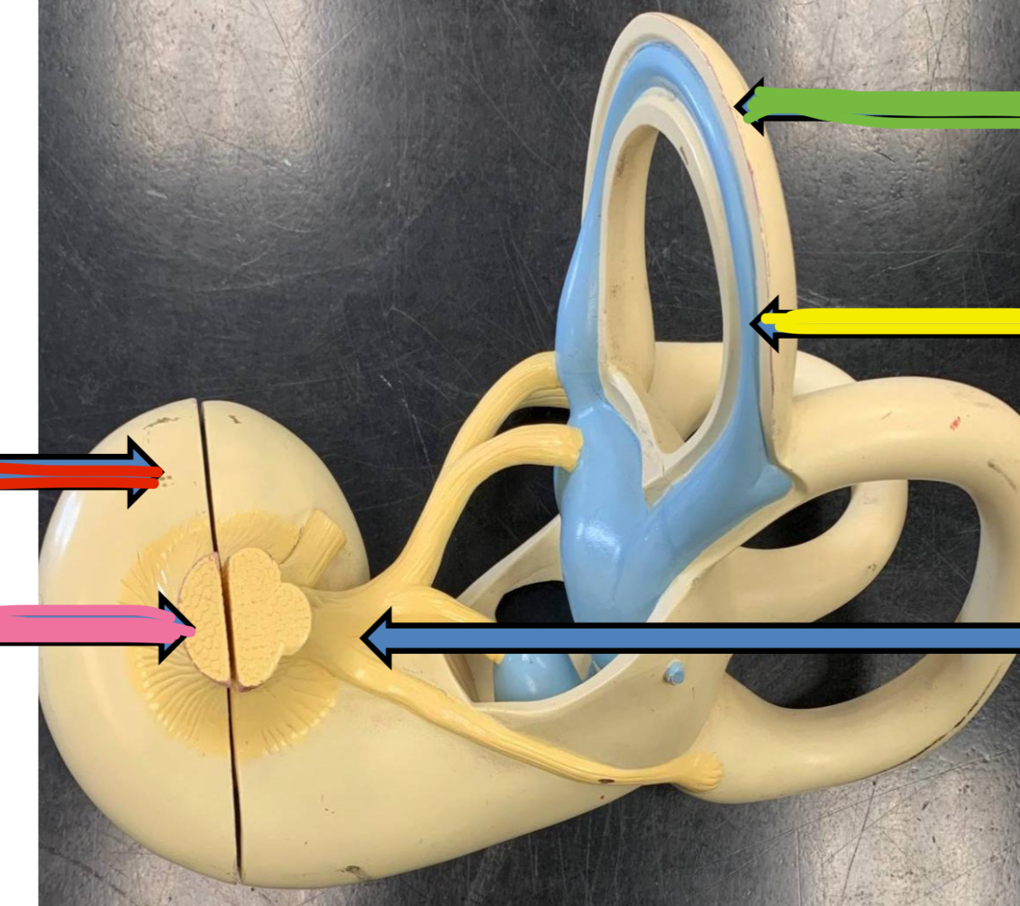 <p>Green points to what part of the vestibular complex</p>
