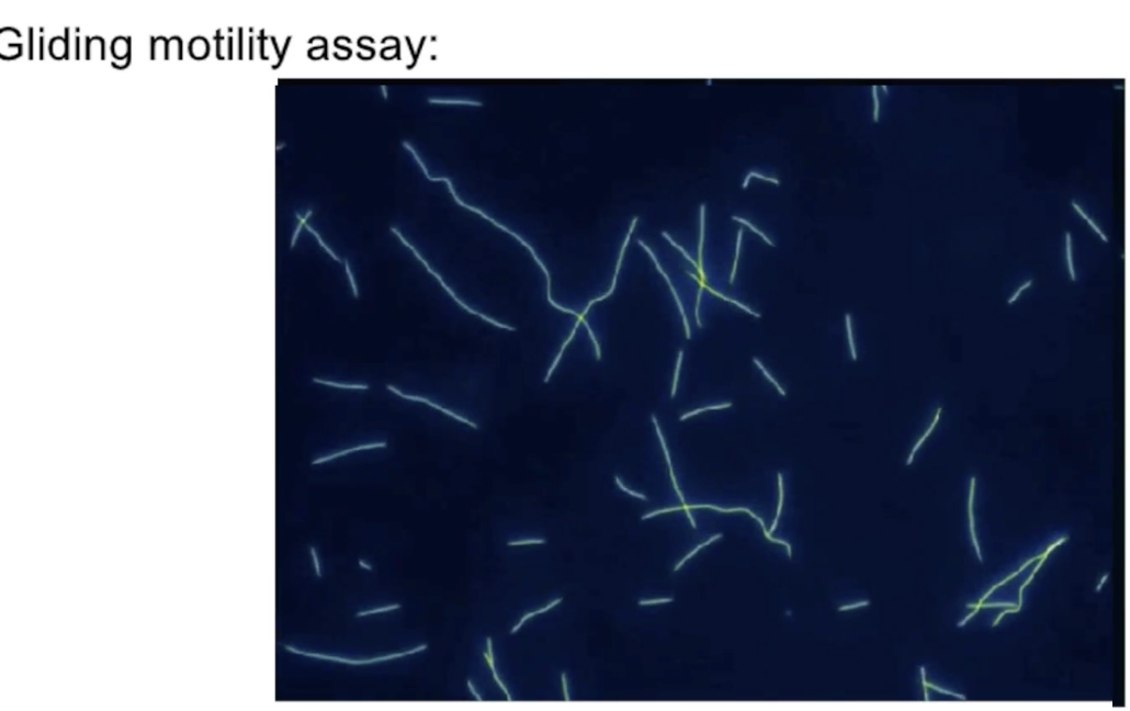 <ul><li><p><strong>Setup</strong>:</p><ul><li><p>Kinesin proteins are <strong>anchored to a glass slide by their tails</strong></p></li><li><p><strong>Fluorescent microtubules</strong> are added to the solution</p></li></ul></li><li><p><strong>Action</strong>:</p><ul><li><p>Kinesins move the <strong>microtubules across the slide</strong></p></li><li><p>Microtubule movement is visualized with a <strong>fluorescence microscope</strong></p></li></ul></li></ul><p></p>