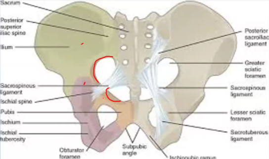<p>From which <strong>bone </strong>does the<strong> Lesser sciatic notch</strong> come from?…</p>