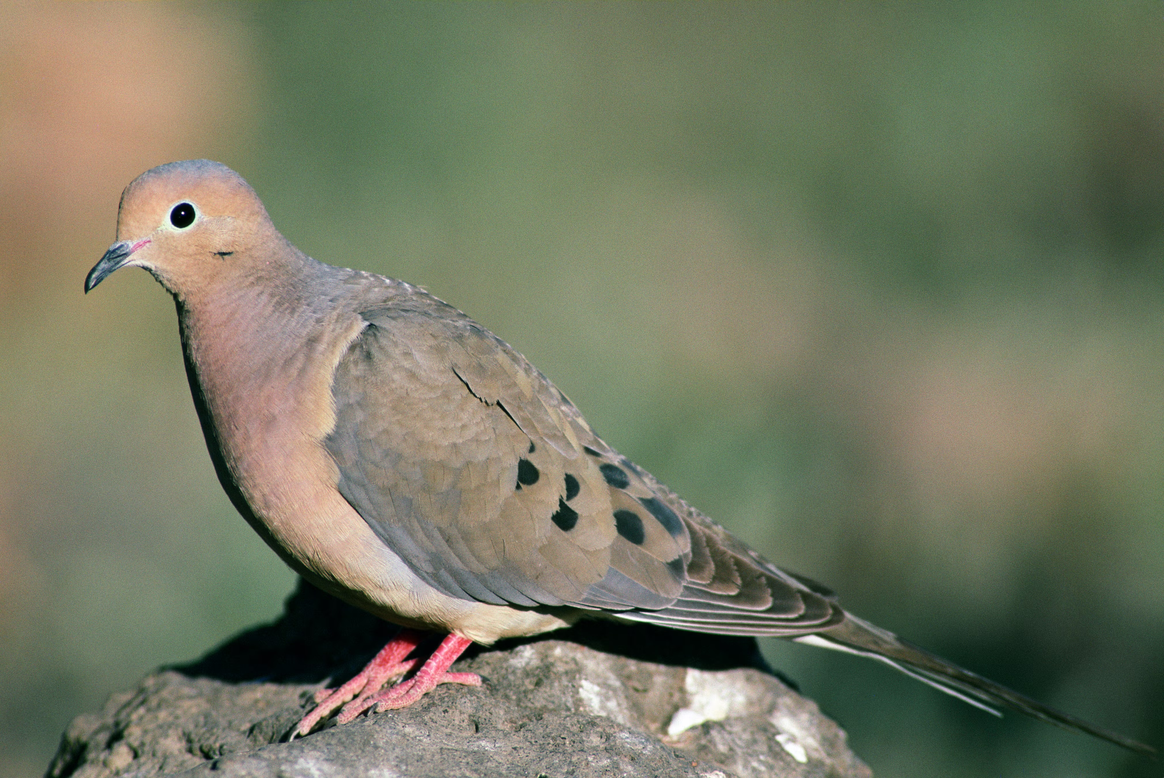 <p>What bird is this?</p>