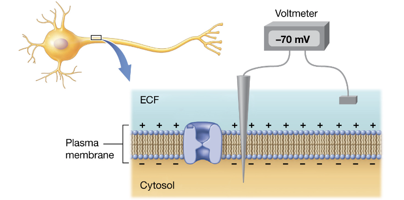 <p>-<span style="color: #f0e3e3"><strong>Resting membrane potential (-70mV for neurons).</strong></span></p><p><span style="color: #f0e3e3"><strong>-the membrane at its negative resting membrane potential, before stimulation. </strong></span></p>