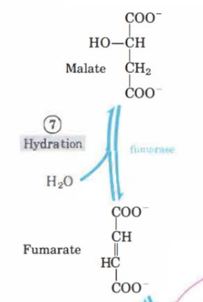 <p>Fumarat omvandlas till <strong>L-malat</strong> genom enzymet fumaras. H<sub>2</sub>O adderas.  </p>