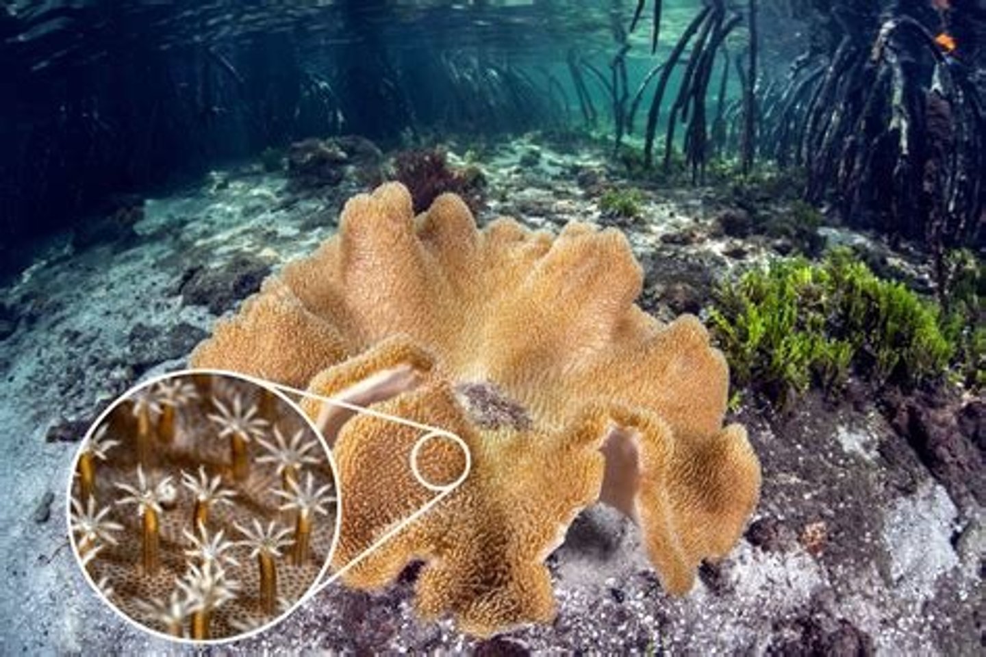 <p>tiny, soft-bodied individuals that make up coral colonies and build coral reefs. They are like miniature sea anemones and are related to jellyfish. Each polyp has a tubular body topped with a ring of tentacles, and many coral species have tentacles</p>