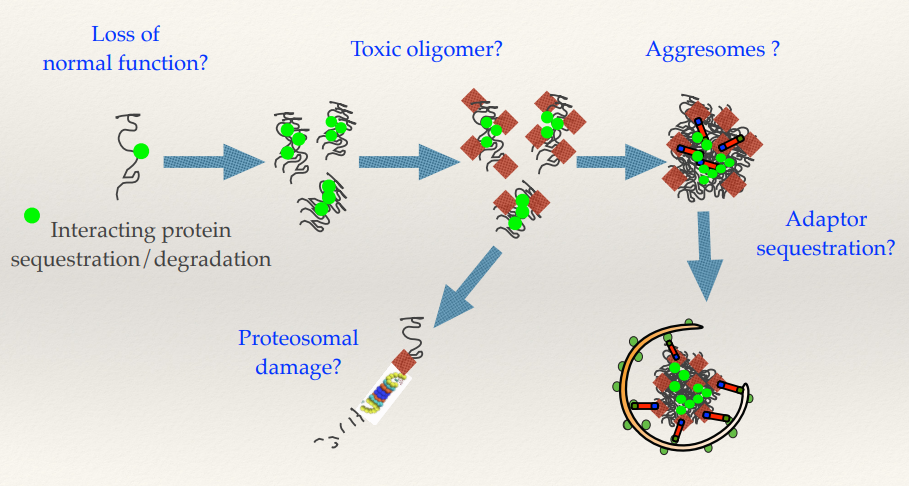 <ul><li><p>Misfolding proteins means you’re losing the active protein - Loss of normal function. Losing the Huntingtin protein, affecting the cell’s function.</p></li><li><p>The oligomers (micro aggregates) can also be toxic, as they actually damage the proteosome. The proteosome feeds in one at a time and will degrade each one individually. Micro aggregates can clog up and damage the proteosome. This affects the cell’s ability to use the proteosome to regulate other signalling pathways - highly deleterious for the cell.</p></li><li><p>You can sequester proteins within the aggresome - anything that binds to Huntingtin will also potentially be sequestered in these aggresomes and removed from its normal functions within the cell.</p></li></ul><p></p>