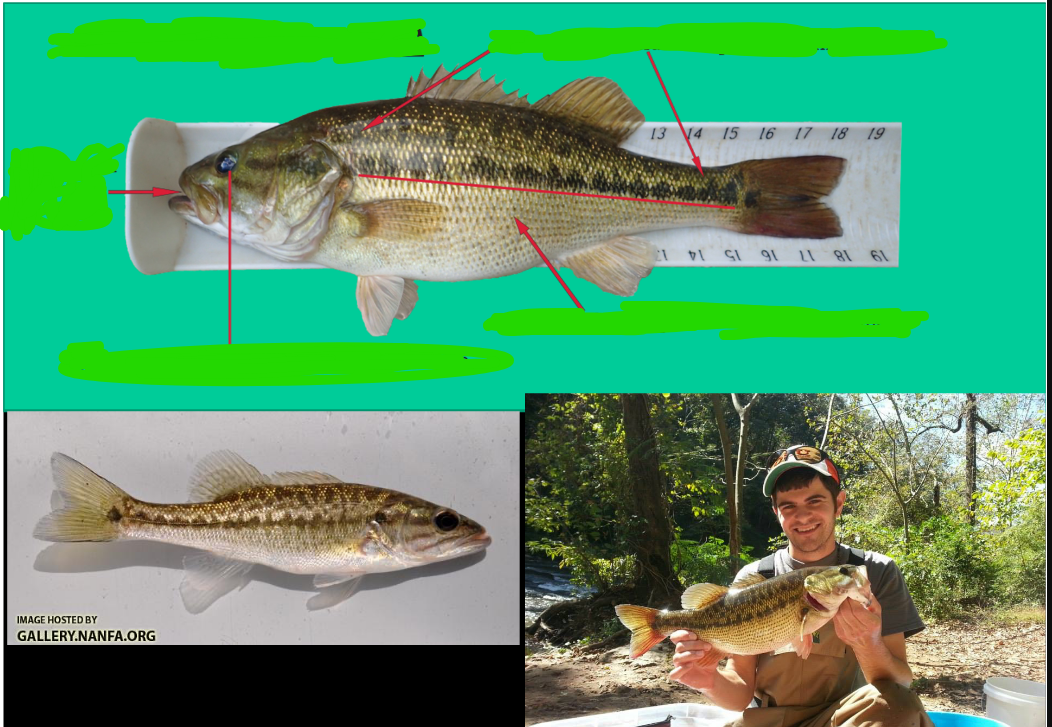 <p>Natural History Facts for Micropterus henshalli a.k.a Alabama Bass</p>