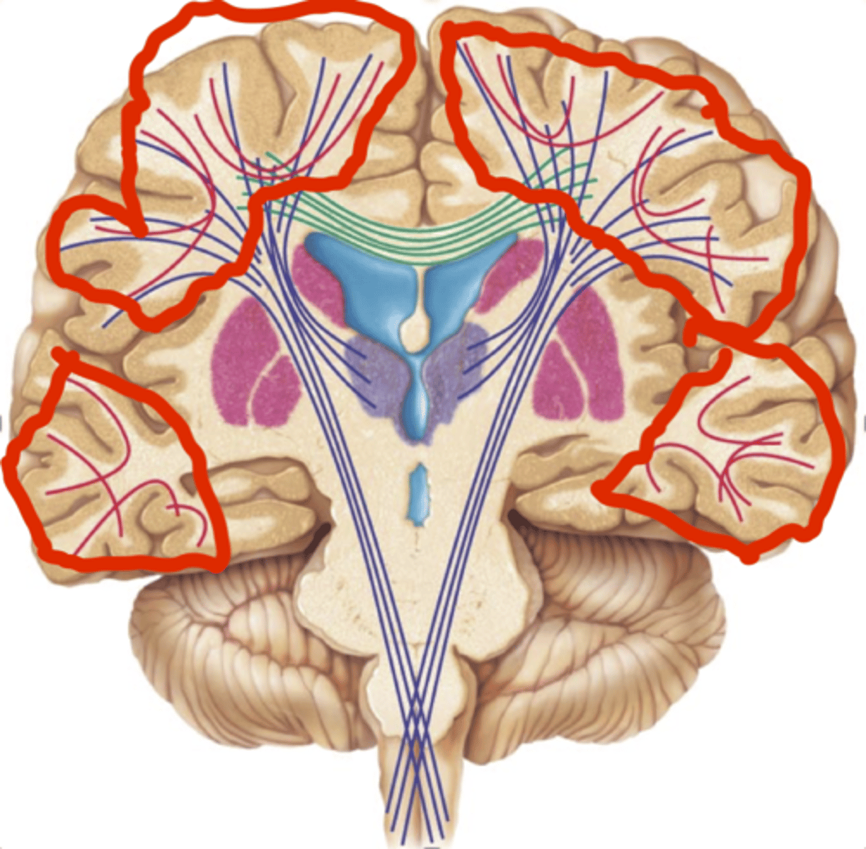 <p>horizontal; connect different parts of same hemisphere</p>