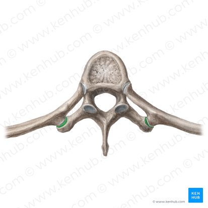 <p>Transverse Costal facet  </p>