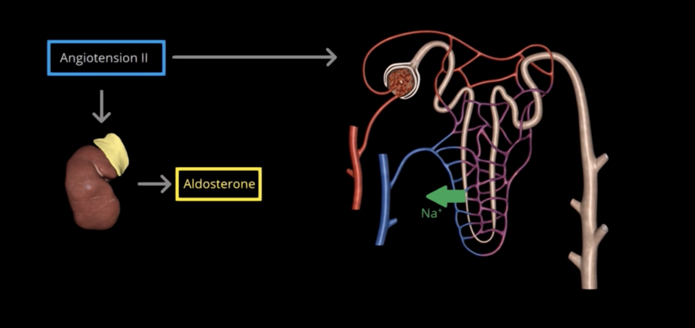 <p>Angiotension II, also acts directly on the renal tubules to increase Na+ reabsorption</p>