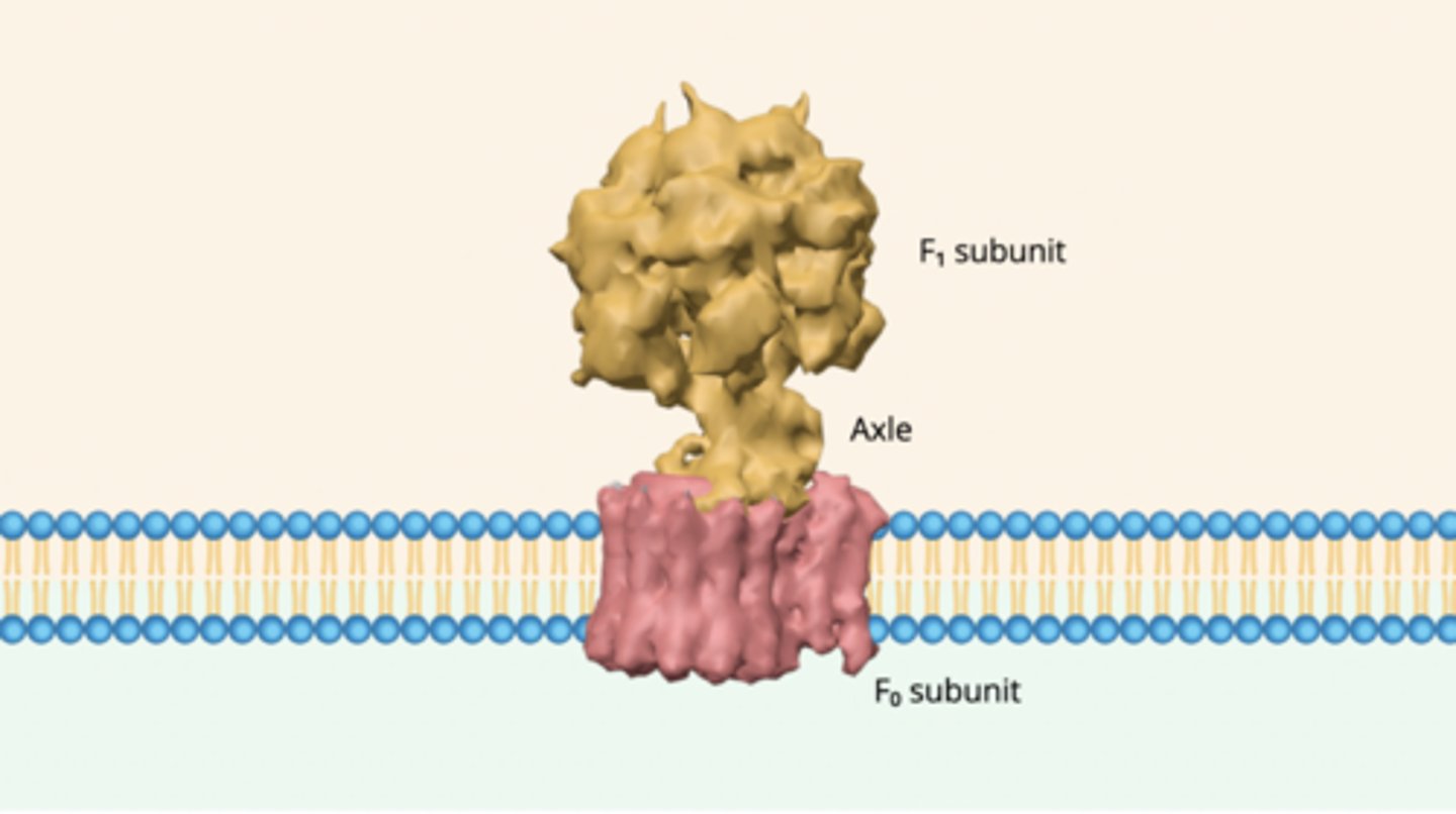 <p>1) protons enter the flow through the F(0) subunit, making the base spin like a router <br>2) the axle attached to the rotor spins in response <br>3) the twisting force generated by axle makes F(1) subunit change shape in a way that catalyzes the addition of a phosphate group to ADP, forming ATP</p>