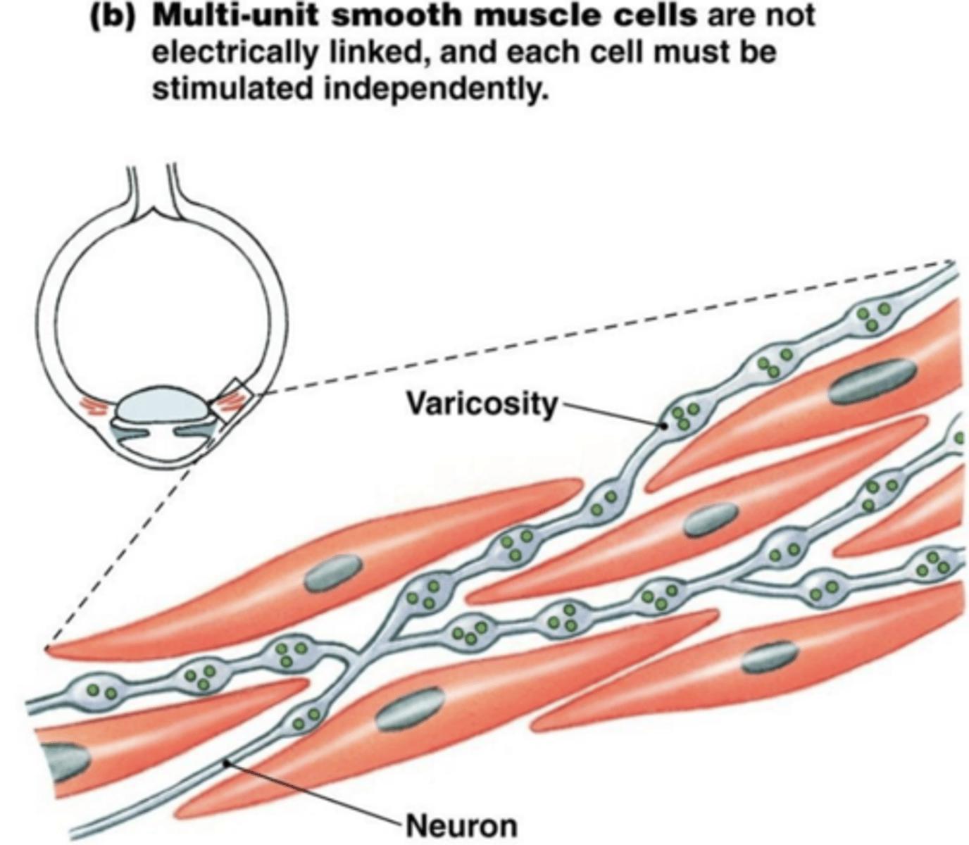 <p>- a actin -myosin crossbrdge forms</p><p>Signals that increase actin-myosin x-bridges cause vasoconstriction</p><p>cnstrictions = more crossbridges</p><p>Signals that decrease actin-myosin x-bridges cause vasodilation</p><p>dilation = less crosbridges forming</p><p>***NOte there is partial vasoconstriciton in normal condition</p>
