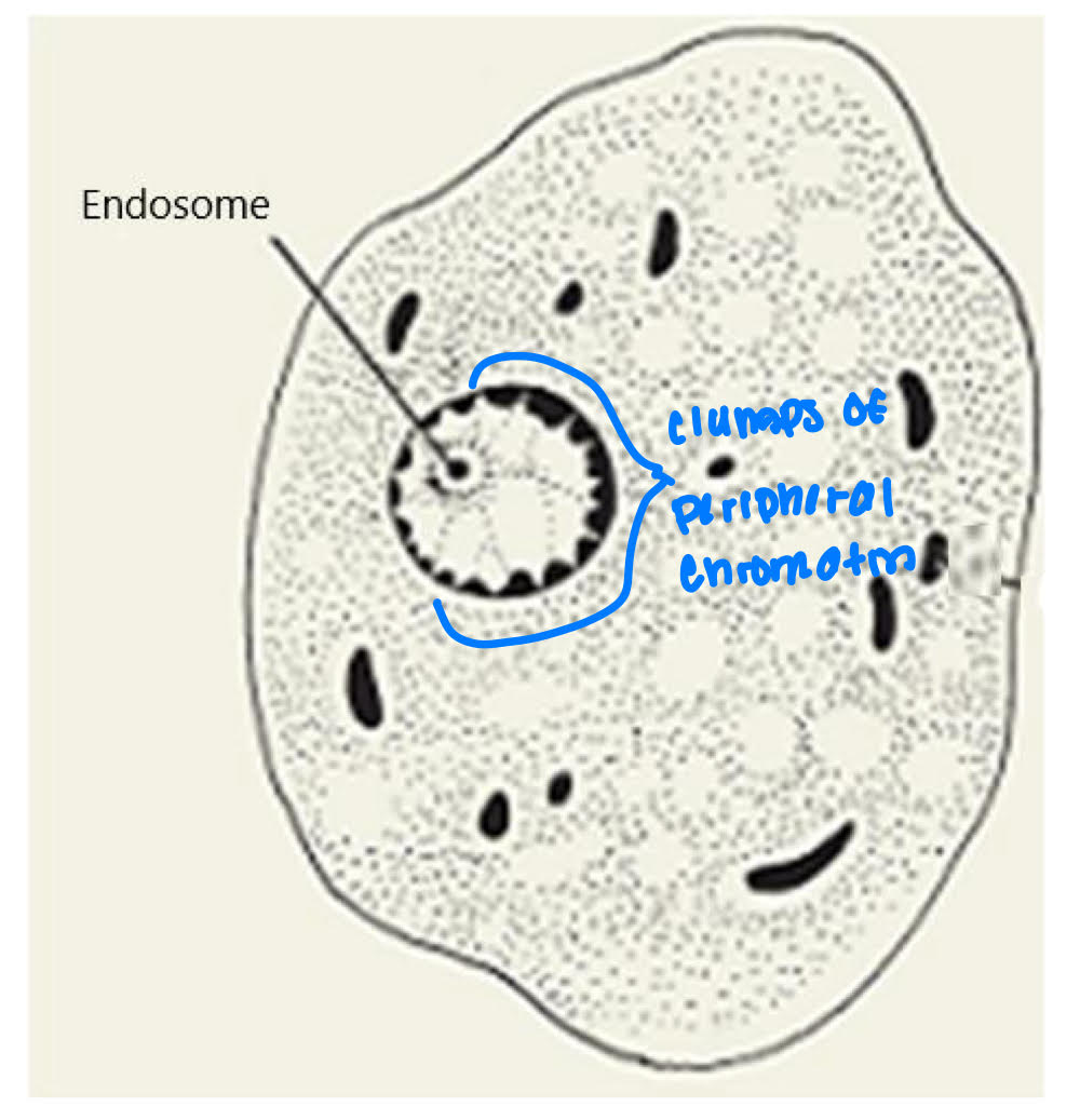 <ul><li><p>distribution of peripheral chromatin (PC)</p></li><li><p>size + position of endosome</p><ul><li><p>chromatin mass</p></li><li><p>small or large</p></li><li><p>centric or eccentric</p></li></ul></li></ul><p></p>