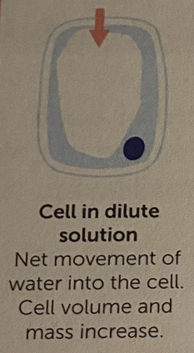 <p>net movement of water into cell, cell volume + mass increase</p>