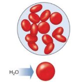 <ul><li><p>A solution with a lower concentration of solutes as that inside the cell.</p></li><li><p>Fluid moves into the cell causing it to burst.</p></li></ul><p></p>