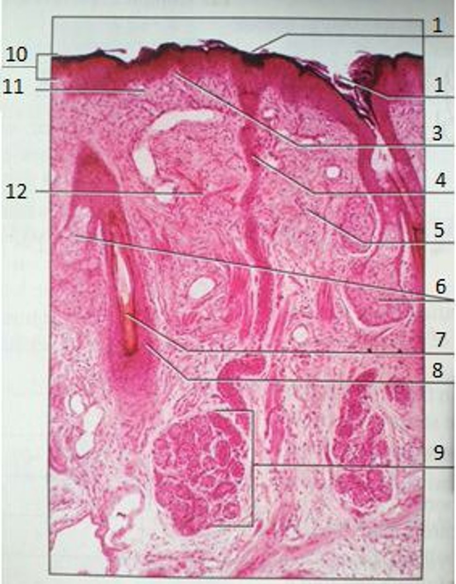 <p>Hair Root</p>