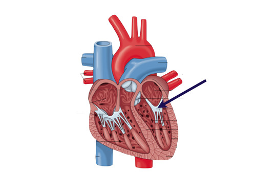 <p>made up of two cusps and lies between left atria and ventricle</p>