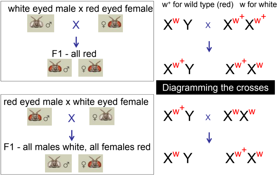 <p>a pair of <span><strong><u>crosses</u></strong></span> between a male of one strain and a female of another, and vice versa.</p><p>e.g. male = <span style="color: blue">blue</span> eyes &amp; female = <span style="color: green">green</span> eyes</p><p>male = <span style="color: green">green</span> eyes &amp; female = <span style="color: blue">blue</span> eyes</p>