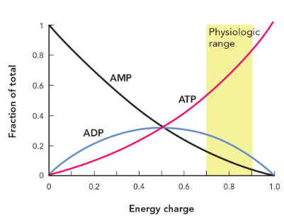 <ul><li><p>when EC is near 0.7, ATP levels are relatively low and ADP levels are near maximum</p></li><li><p>when EC is at 0.9, ATP levels are near maximum and AMP levels are very low</p></li></ul><p></p>