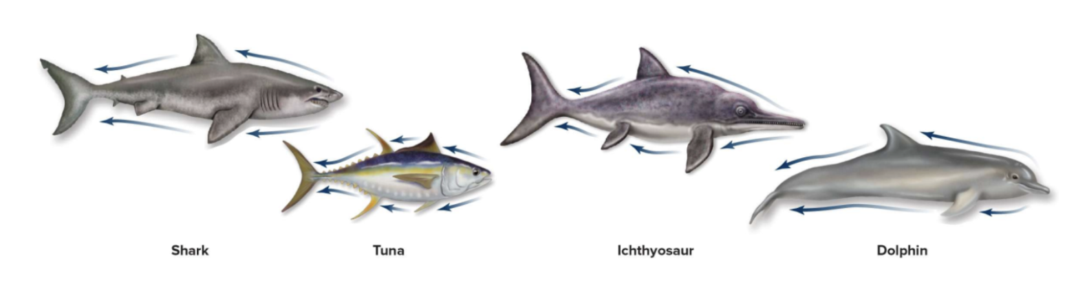 <p><span>This leads to the evolution of analogous characters</span></p>