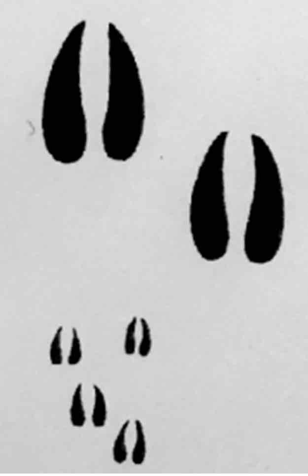 <p>What footprint is this?</p>