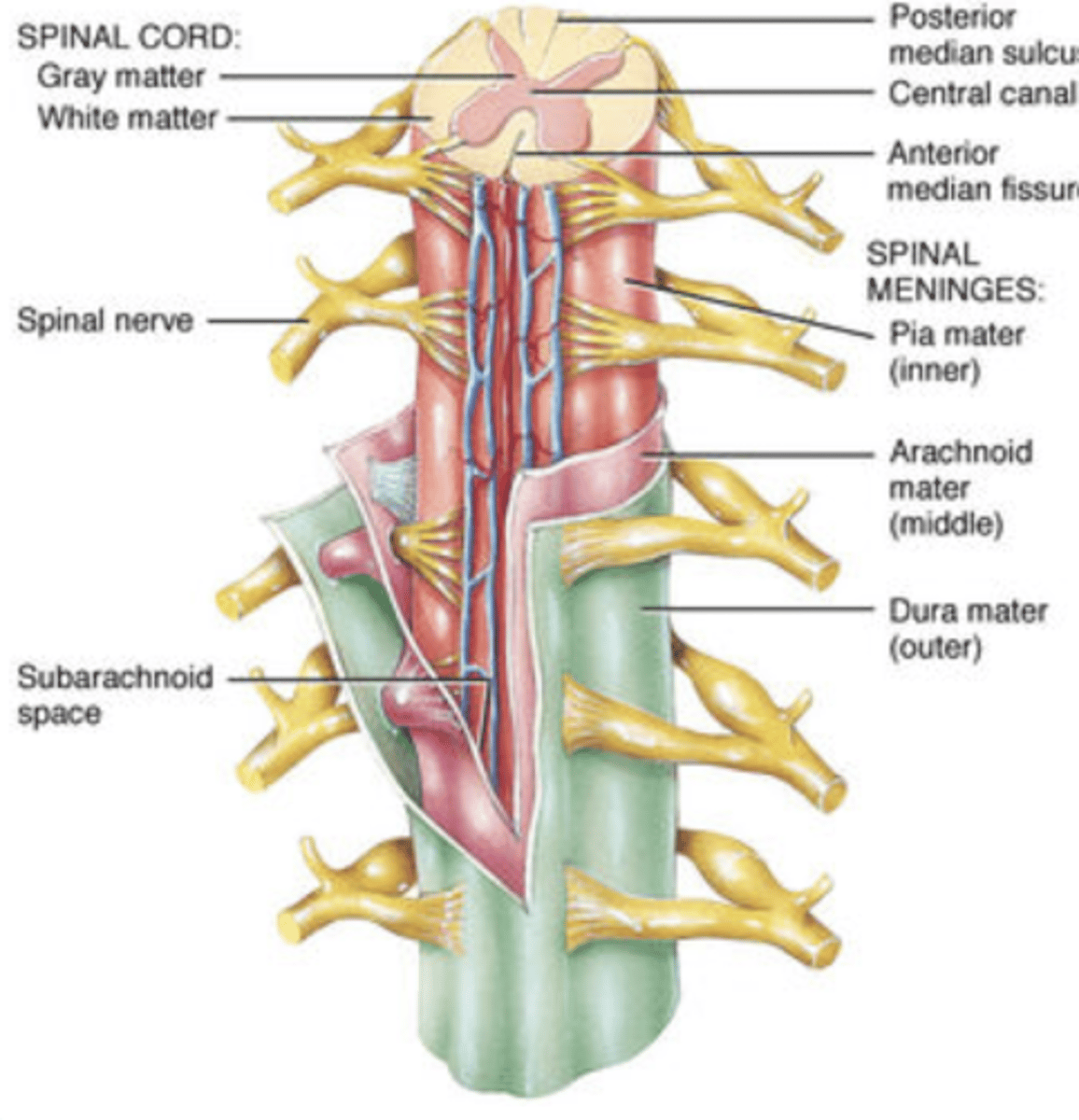 <p>ID pia mater, arachnoid mater, and dura mater</p>