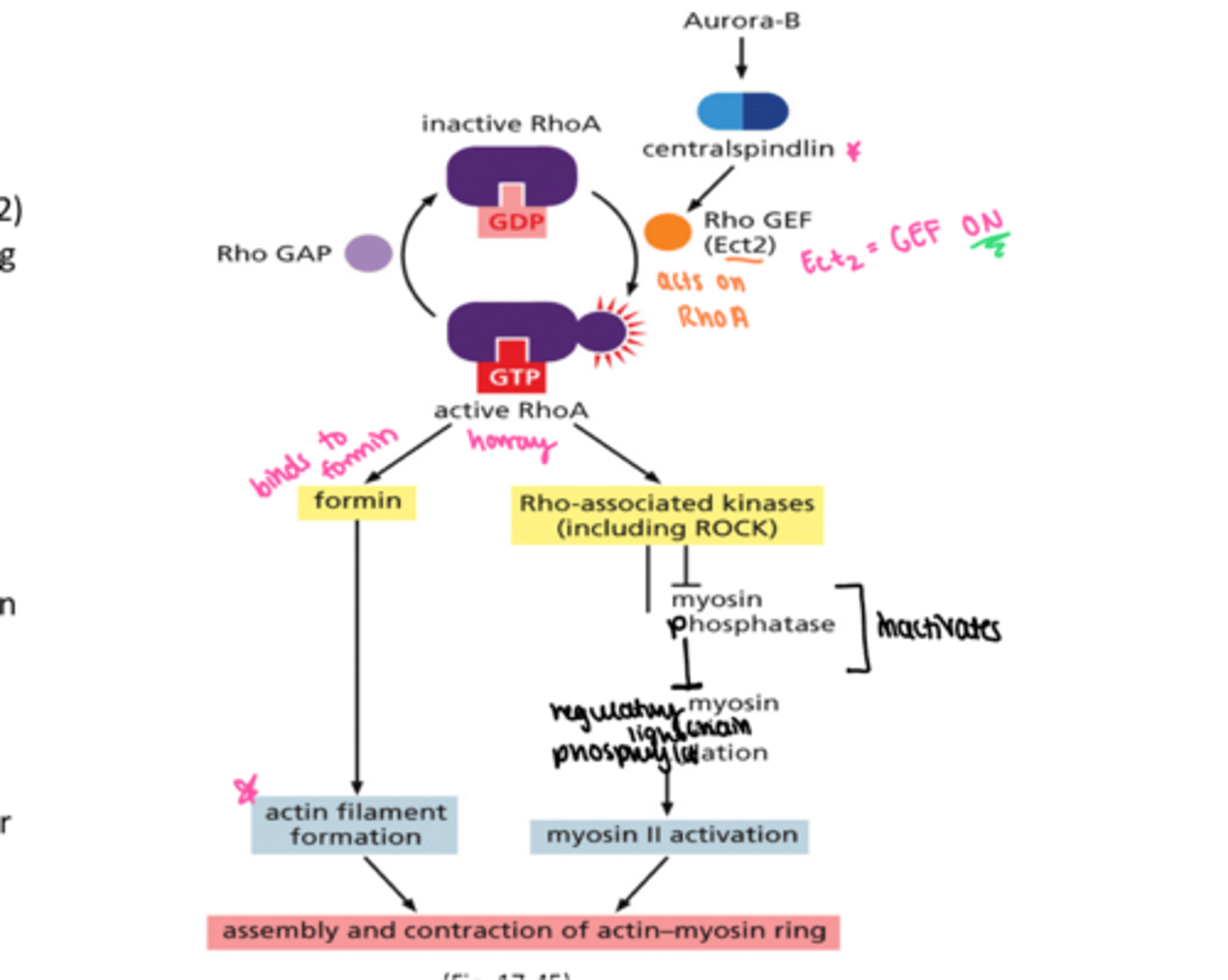 <p>aurora b and central spindilin come first</p><p>Rho GEF = Ect2</p><p>Rho GAP</p><p>active RhoA binds to formin = actin</p><p>active RhoA binds to ROCK (kinases) = myosin</p><p>CONTRACTILE RING!</p>