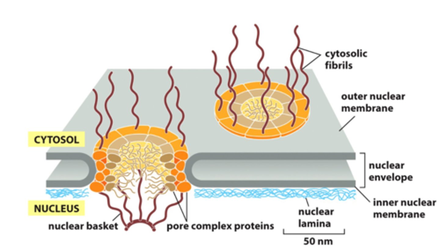 <p>Dubbelmembran där yttersta kärnmembranet är kontinuerligt med ER<br>Kärnmembranet har kärnporer som transporterar proteiner in och RNA ut<br>Mellan kärnmembranen finns det ett bilayer</p>