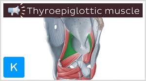<p>thyroepiglotticus </p>