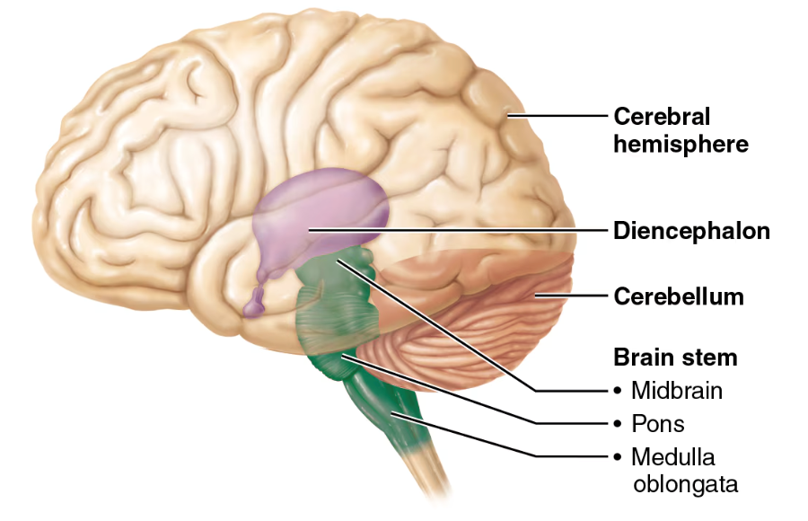 <p>medulla oblongata portion of the brainstem</p>