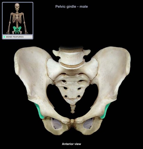 large socket in the coxal bone for the head of the femur