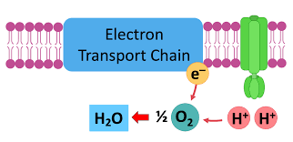 <p>Oxygen is reduced (H2O) and acts as the final electron accepter. </p>