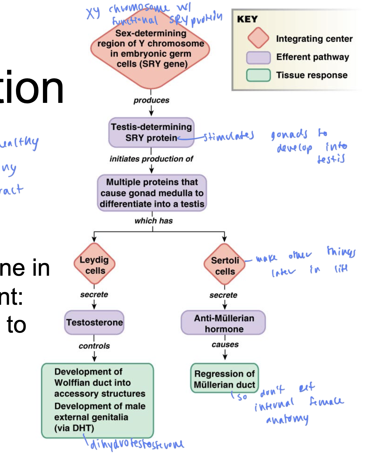 <ul><li><p>starts if you have an XY chromosome with a functional SRY protein</p></li><li><p>so functional SRY protein causes gonads to develop into the testes</p></li><li><p>leydig cells: secretes T, causing development of the wolffian ducts, causing development of male external genitalia</p></li><li><p>sertoli cells: secretes anti-mullerian hormone, causing regression of mullerian duct, so you don’t develop internal female anatomy</p></li></ul><p></p>