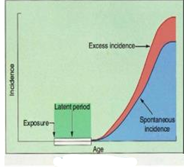 <p>this model predicts that the number of excess cancers will increase as the natural incidence of cancer increases with advancing age in a population</p>