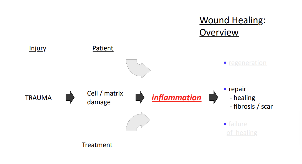 <p><strong>Embryonic wound healing - </strong>early/midgestational wounds heal without scarring. however, this is not understood, perhaps because the immune system is not fully formed. Intrauterine surgeries for cleft lip/palate??</p><p><strong>Oral mucosal wound healing - </strong>there is scarring, but less of an issue in the skin, no keloid/hypertrophic scarring. unknown reason why, nature of inflammatory response?</p><p></p>