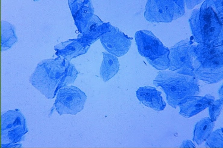 <p><span>The cells in this pic require the production of ATP for energy in the cell. &nbsp;Which organelle provides this energy?</span></p><p><span>cell membrane</span></p><p><span>mitochondrion</span></p><p>&nbsp;<span>nucleus</span></p><p><span>nucleolus</span></p>