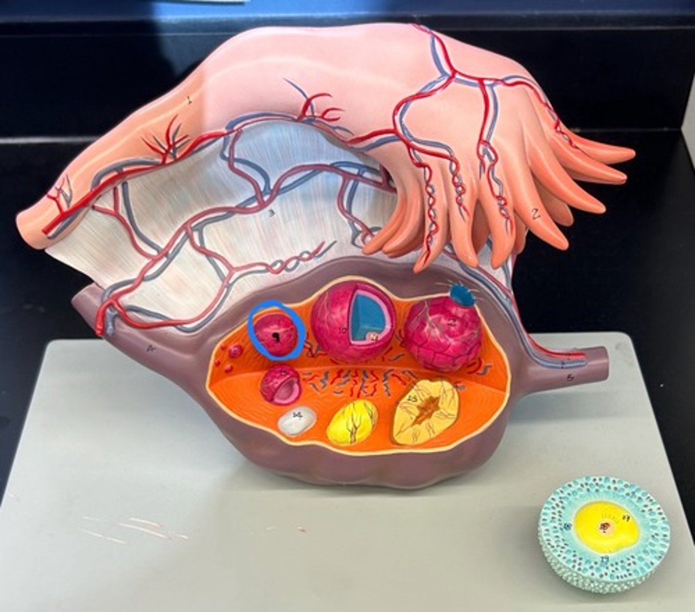 knowt flashcard image