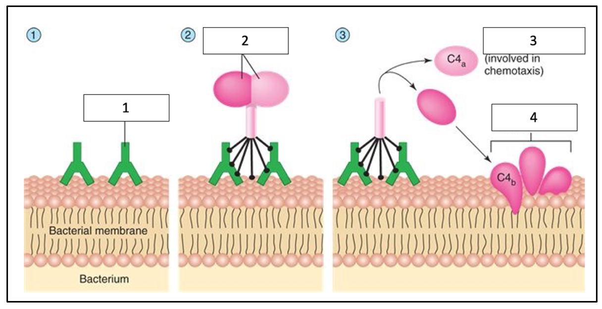 Label the following diagram:
