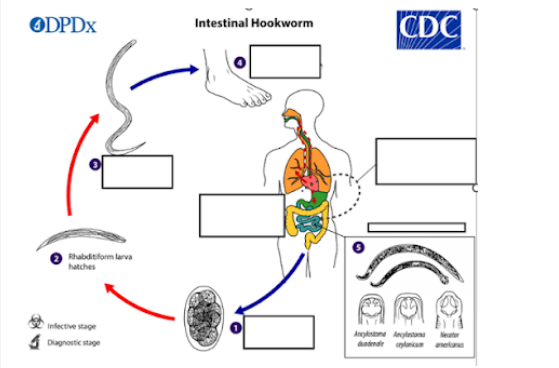 <p><span style="line-height: 1.5;"><strong><span>&nbsp;What is the infective stage of the intestinal hookworm lifecycle?</span></strong></span></p>