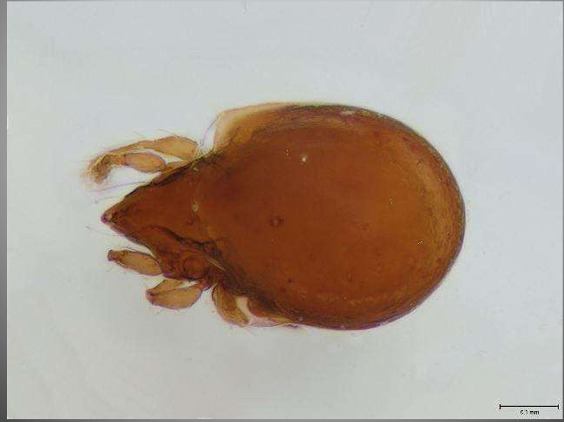 <p>species</p><p>IH of?</p>