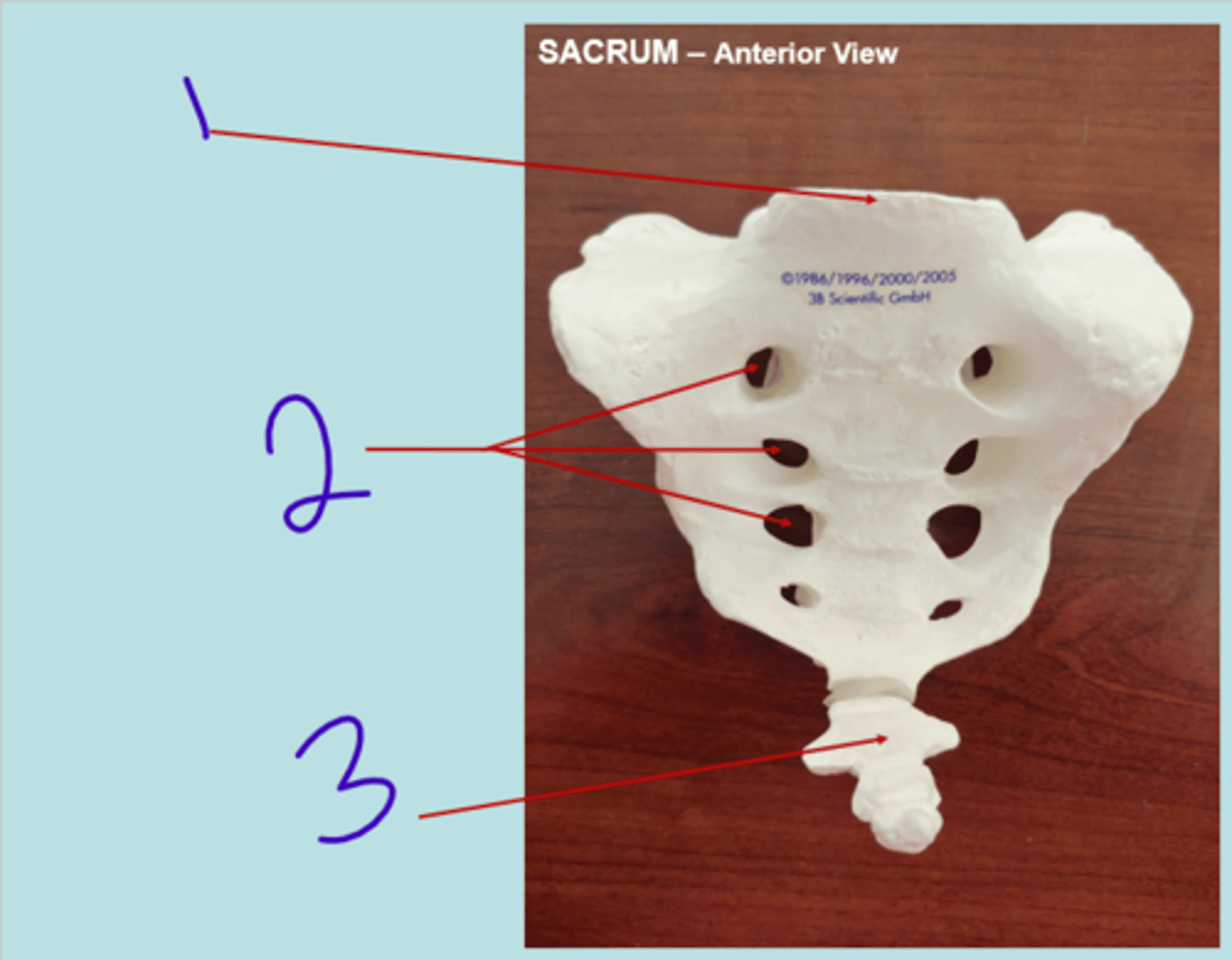<p>sacrum anterior 1 - #2</p>